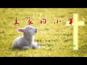 主家的小羊 - 精选赞美诗之1171首 主家的小羊 - 精选赞美诗之1171首